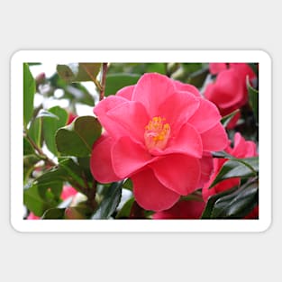 Pink Camellia Sticker